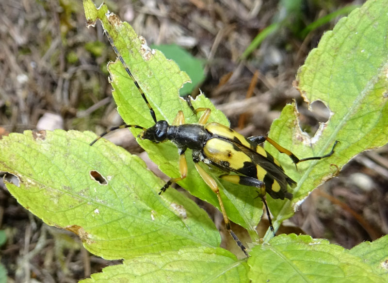 Rutpela maculata - Cerambycidae